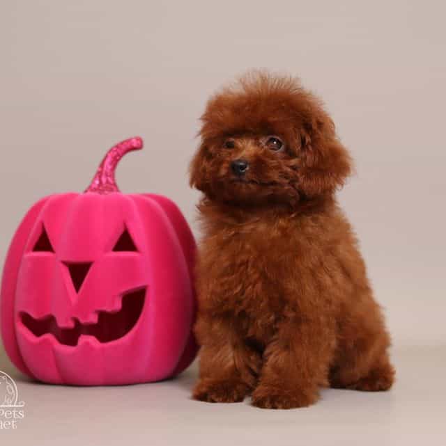 Birkin Kelly - Toy Poodle Female