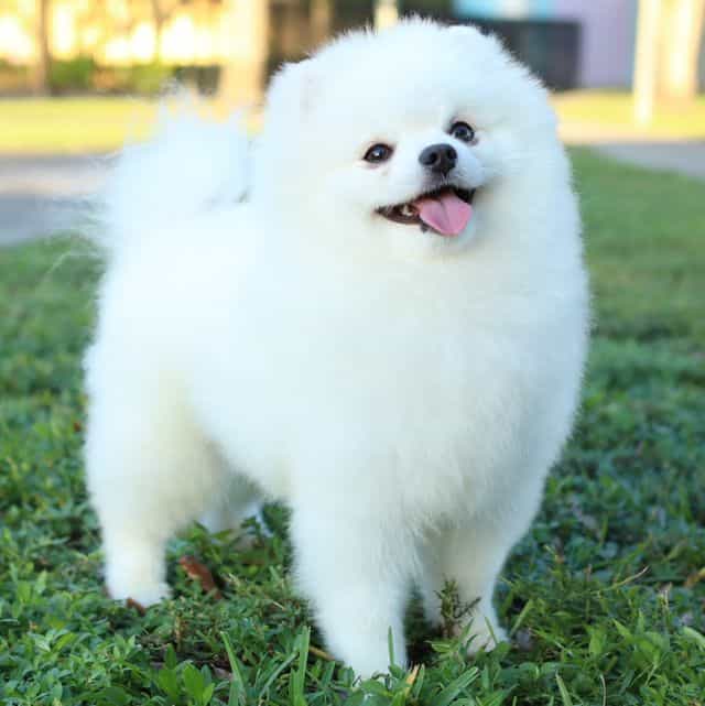 Monte Carlo - Pomeranian Male