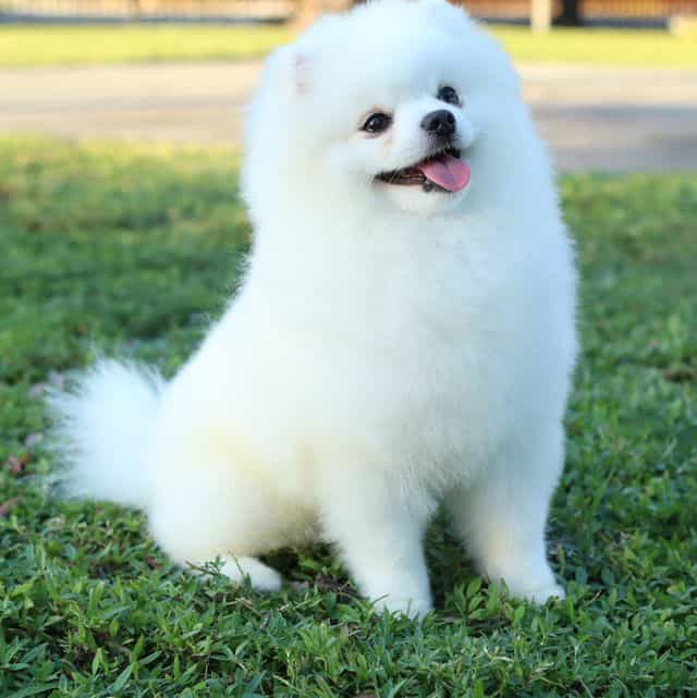 Monte Carlo - Pomeranian Male