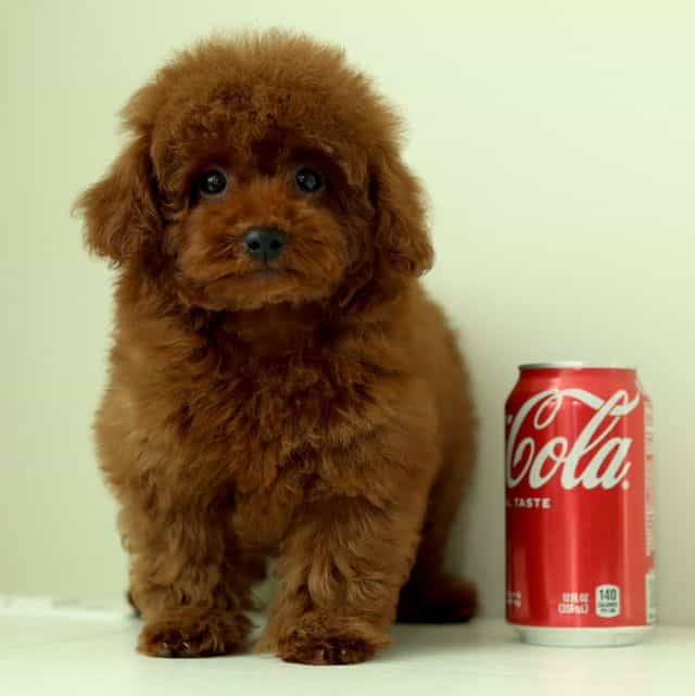 MARCEL – DEEP R - Toy Poodle Male