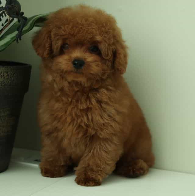 Pierre Red-Apri - Toy Poodle Male