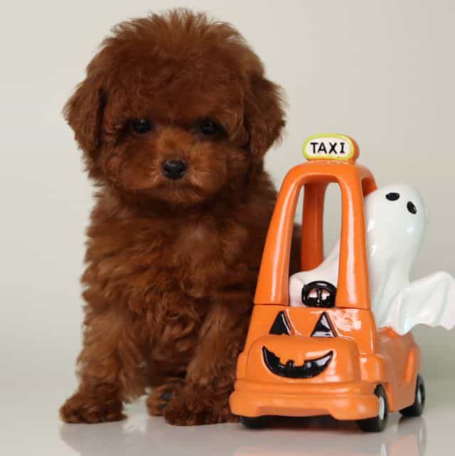 JULIET – DEEP C - Toy Poodle Female