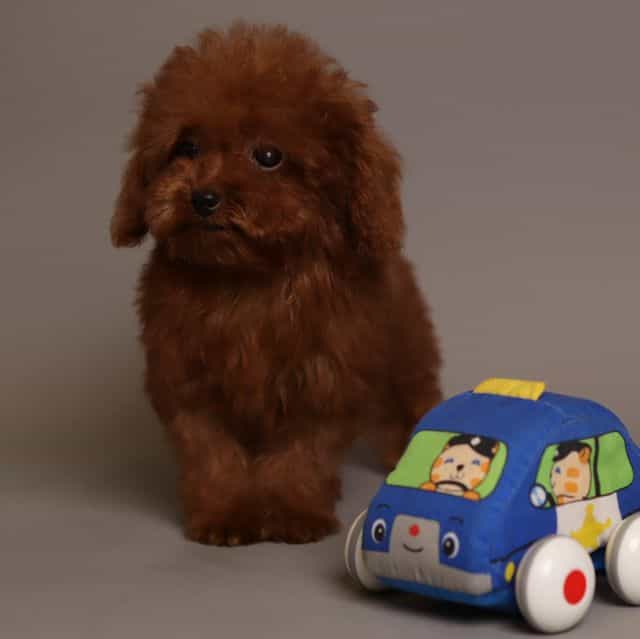 ROMEO  DEEP CHE - Toy Poodle Male