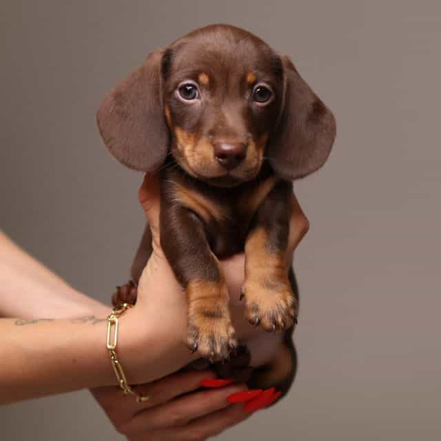 Alfie AKC Mini  - Dachshund Male