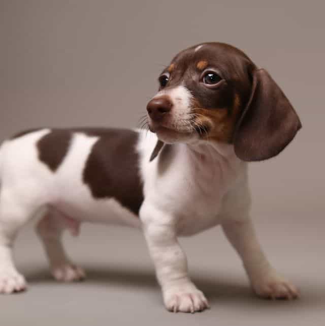 Domino AKC Mini - Dachshund Male