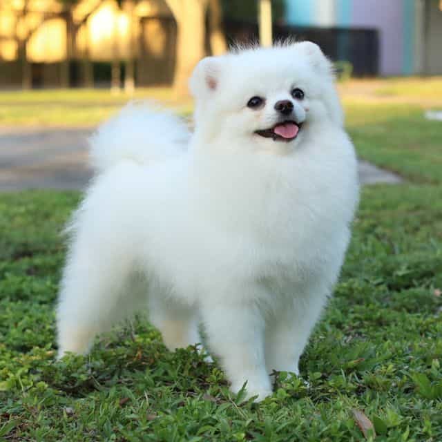 MORGAN  - Pomeranian Male