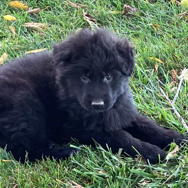 Ace - German Shepherd Dog Male