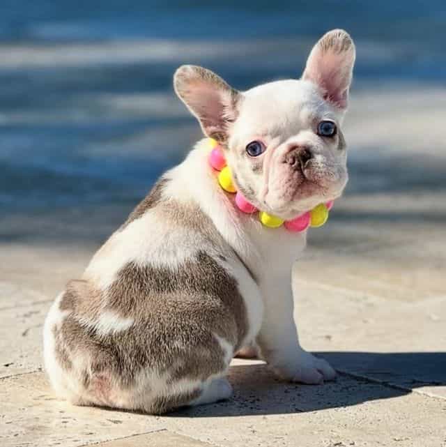 Opal - French Bulldog Female