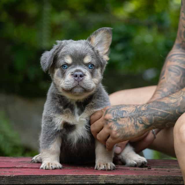 Misha - French Bulldog Male