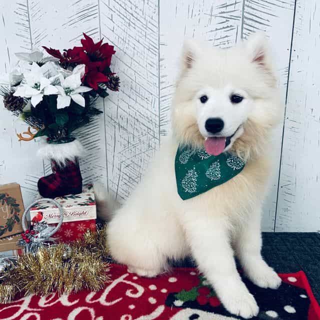 Riley - Samoyed Female