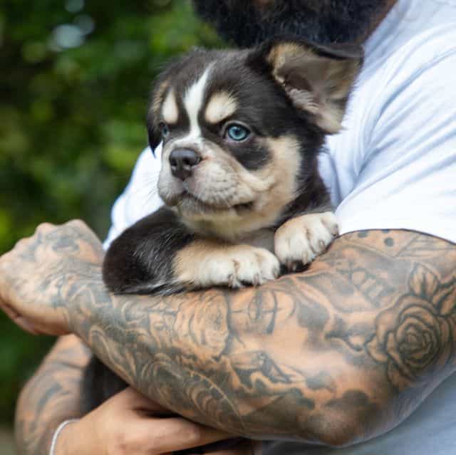 Caesar - French Bulldog Male