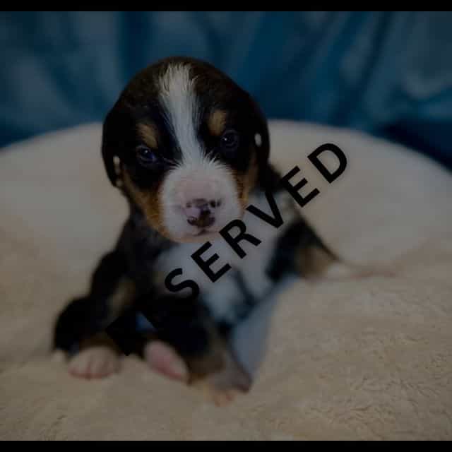 Green Boy - **R - Bernese Mountain Dog Male