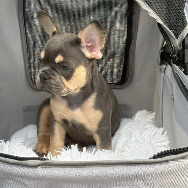 Cody - French Bulldog Male