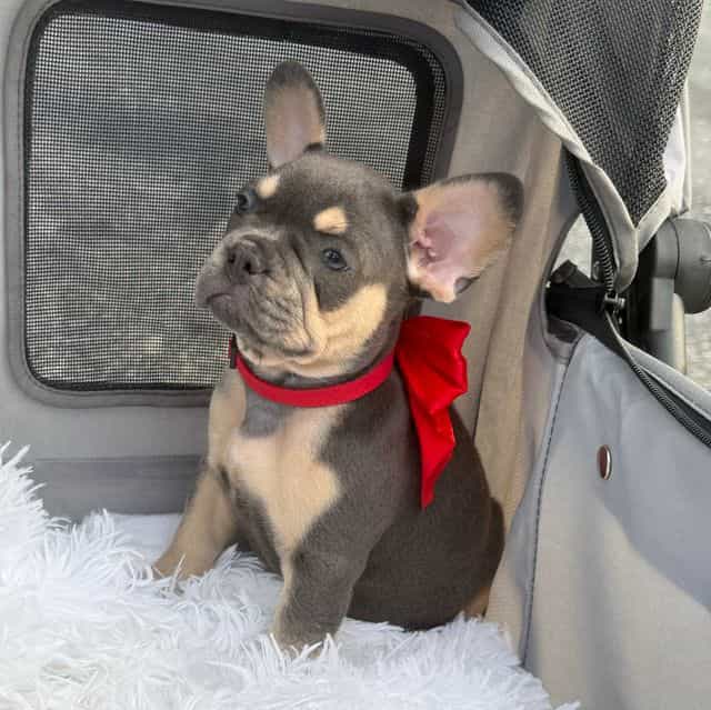 Cody - French Bulldog Male