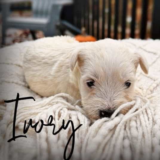 Ivory - Miniature Schnauzer Female