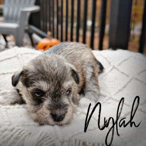 Nylah - Miniature Schnauzer Female