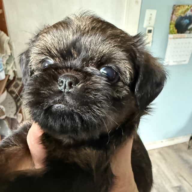 Bentley - Brussels Griffon Male