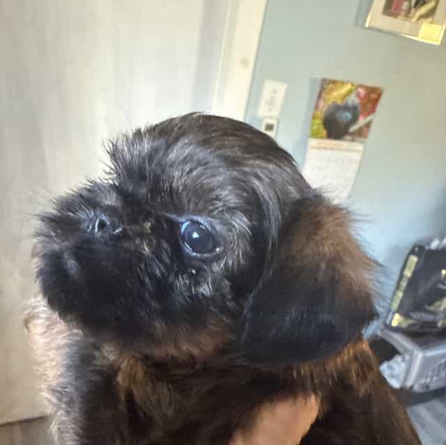  Bismark - Brussels Griffon Male