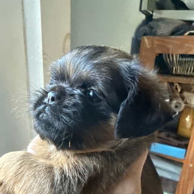 Bromley - Brussels Griffon Female