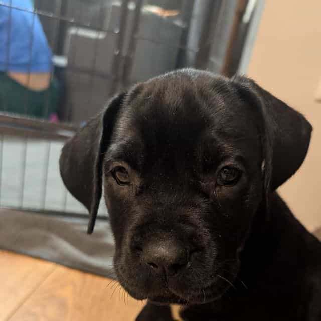 Brown collar - Cane Corso Female