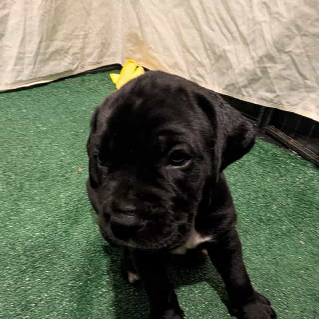 Green Collar - Cane Corso Female