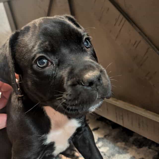 Line green Coll - Cane Corso Female