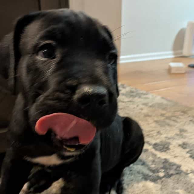 Blue Collar - Cane Corso Female