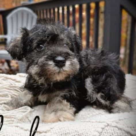Charley - Miniature Schnauzer Female
