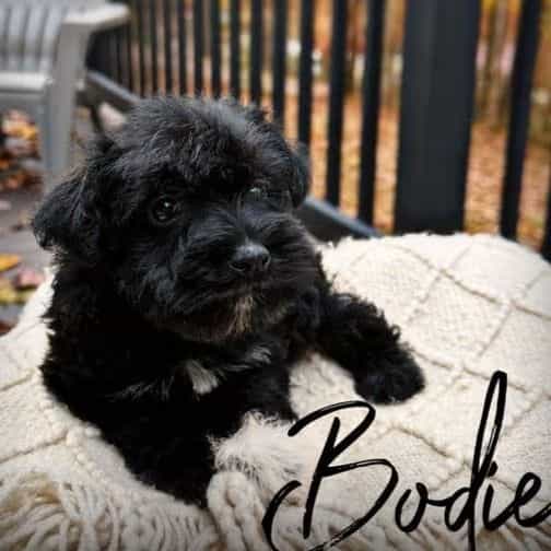 Bodi - Miniature Schnauzer Male