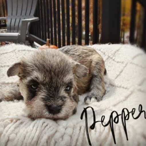 Pepper - Miniature Schnauzer Female