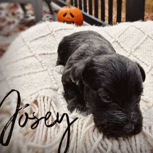 Josey - Miniature Schnauzer Female