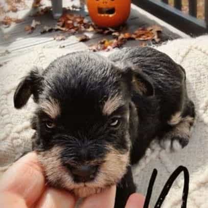 Noa - Miniature Schnauzer Male