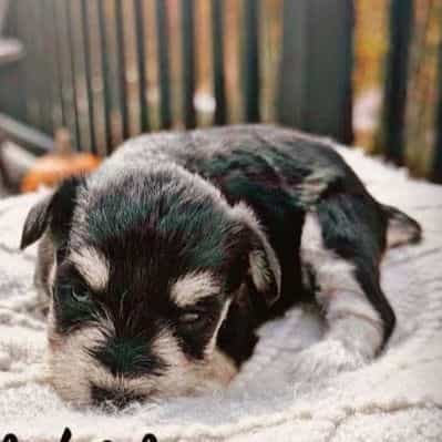 Brier - Miniature Schnauzer Female