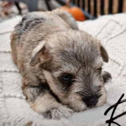 Remi Akc - Miniature Schnauzer Female