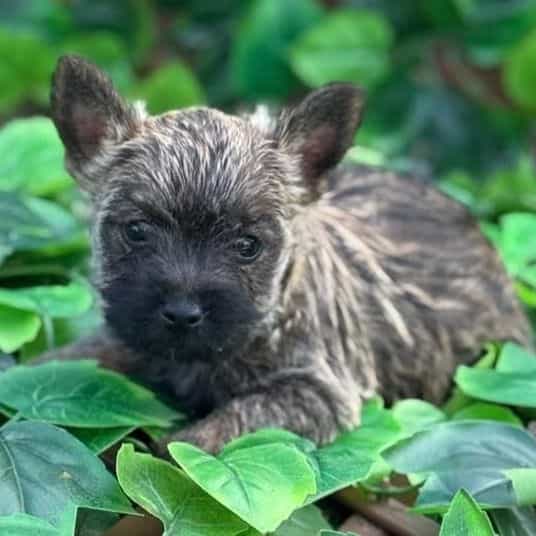 Tota - Cairn Terrier Male