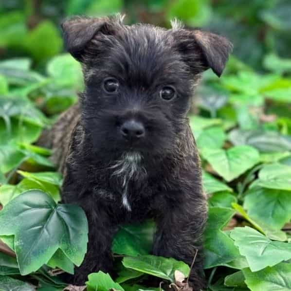 Gypsy - Cairn Terrier Female