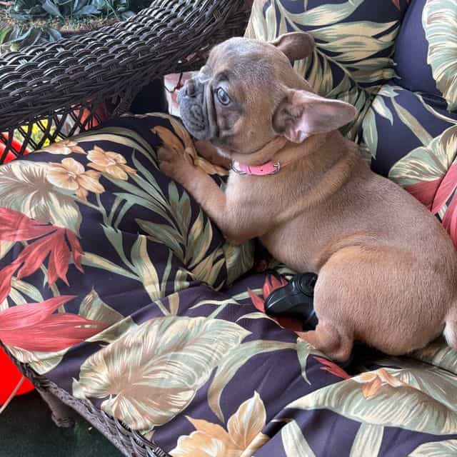Precious - French Bulldog Female