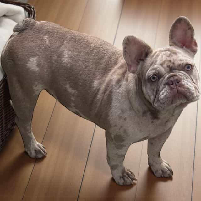 Puppy 7 - French Bulldog Female