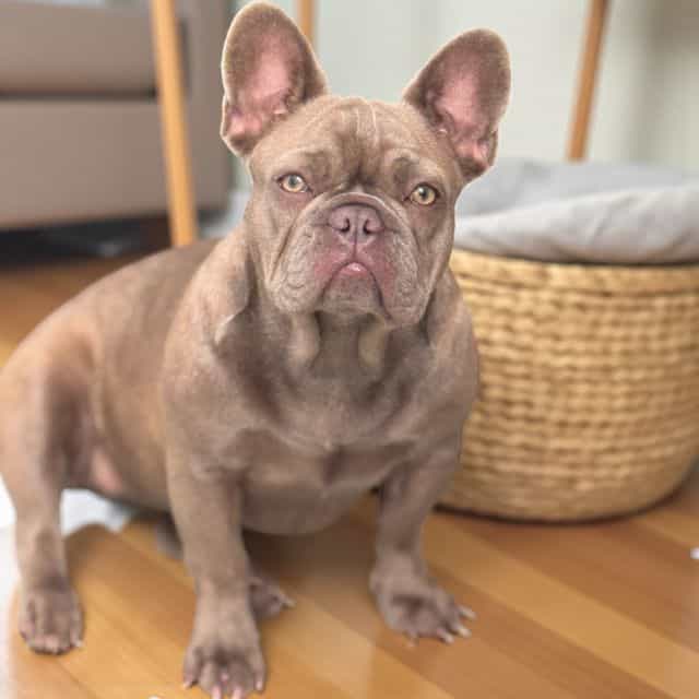 Puppy 6 - French Bulldog Female