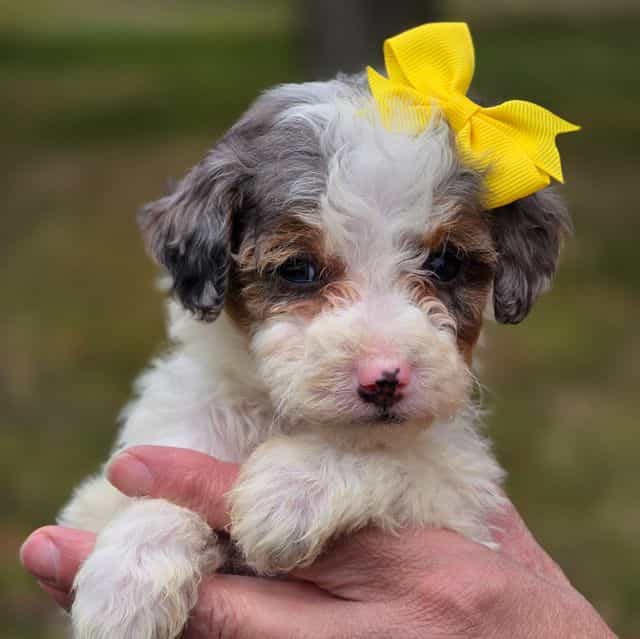 Lady- mini - Bernedoodle Female