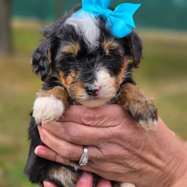 Chloe- mini - Bernedoodle Female