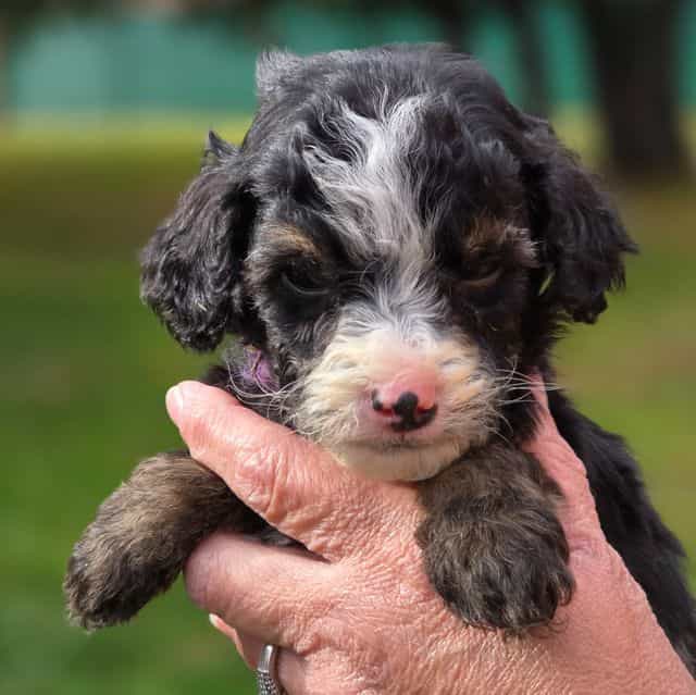 Pepper - Bernedoodle Male
