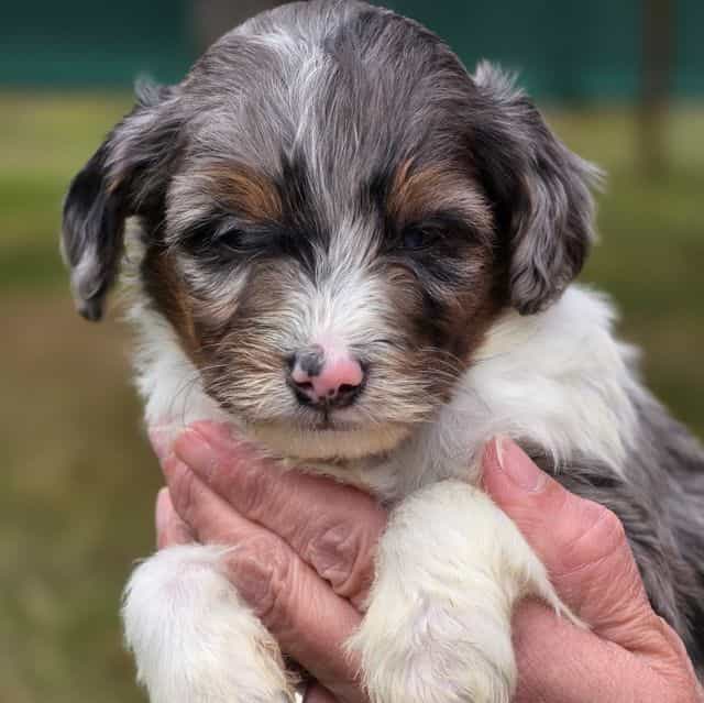 Captain- mini  - Bernedoodle Male
