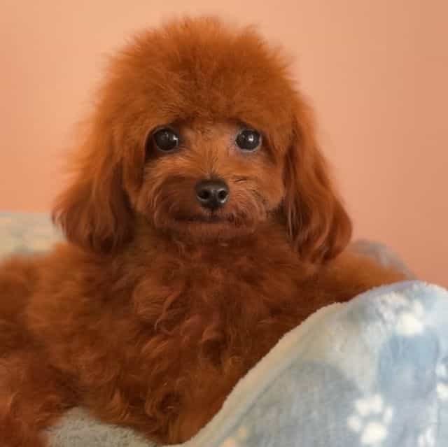 MACHO - Toy Poodle Male