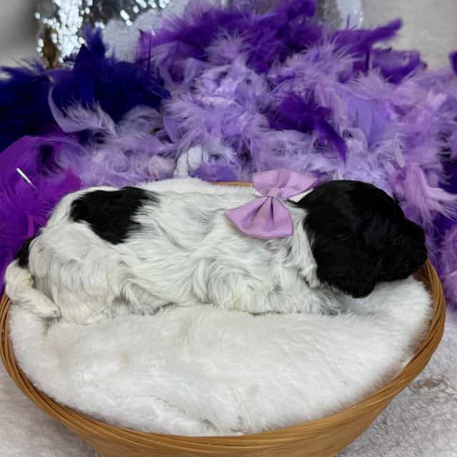 Cici Purple Gir - Toy Poodle Female