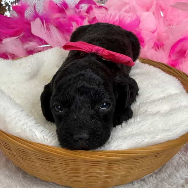 Cici Pink Girl - Toy Poodle Female