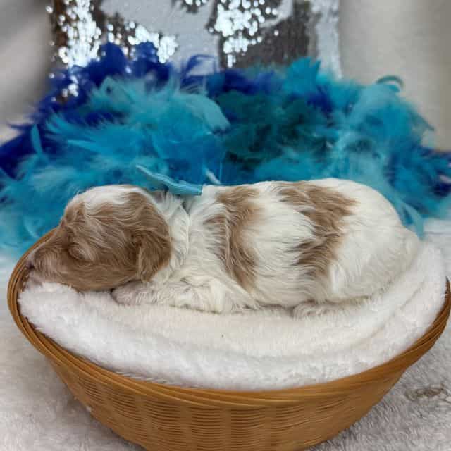 Cici Turquoise  - Toy Poodle Female