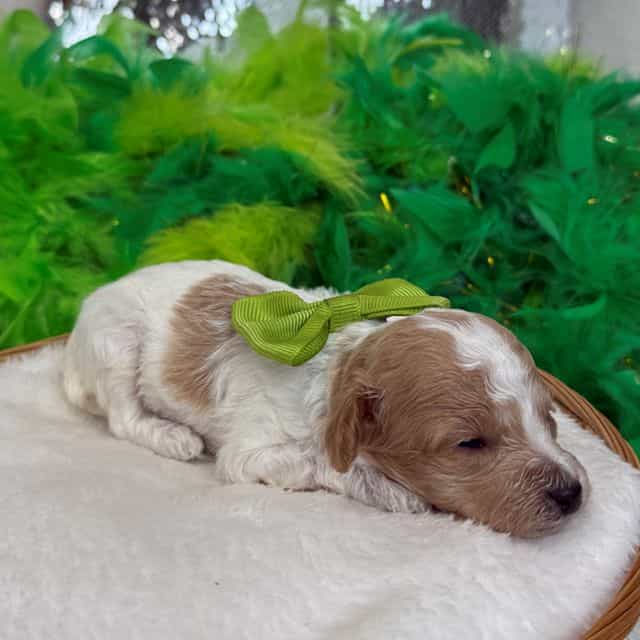 Cici Green Boy - Toy Poodle Male