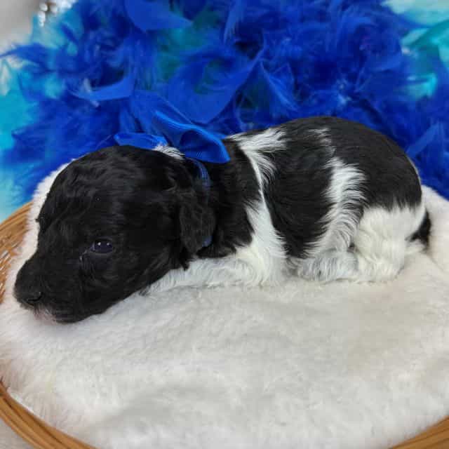 Cici Blue Boy - Toy Poodle Male