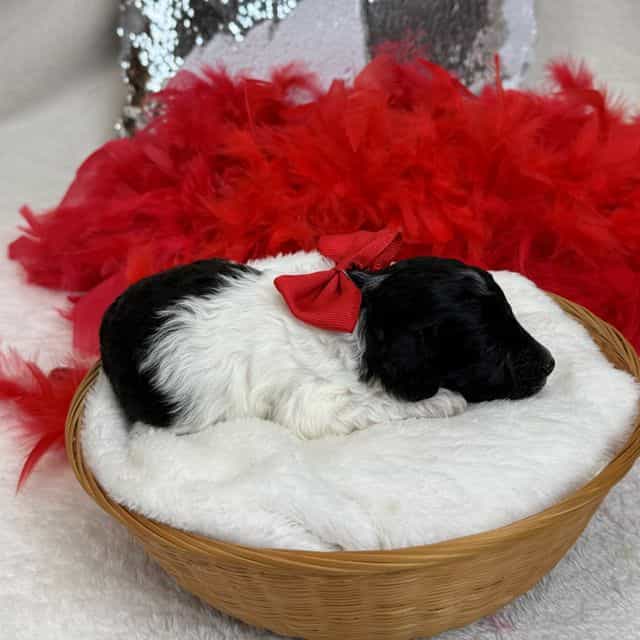 Cici Red Boy - Toy Poodle Male